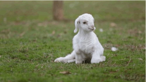 arbeaone:  Frostie the Snow Goat, cared for by Edgar’s Mission Farm Animal Sanctuary.  “If we could live happy and healthy lives without harming others… why wouldn’t we?”  ― Pam Ahern of Edgar’s Mission 
