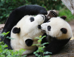 giantpandaphotos:  Bai Yun plays with her