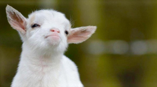 denbighshire: seeklight: babygoatsandfriends: smug little jerk Rude Goat looks “I’ll fig