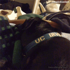 ironmaninjarvisi:  paradoksadam:  ParadoksAdam Best Part 3 (Part2) (Part1)  3. Gife