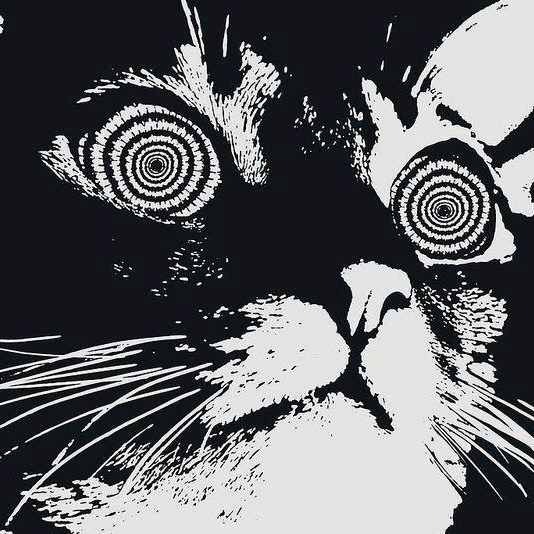 psychedelic cat pictures tumblr