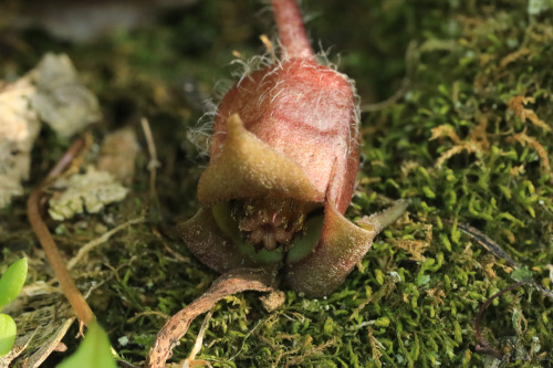 Wild ginger (Asarum canadense) is an Appalachian native with a secret to tell. This unusual perennia