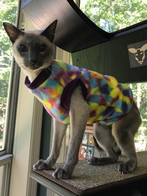 barkycatbros:New PurrWear for Caturday.