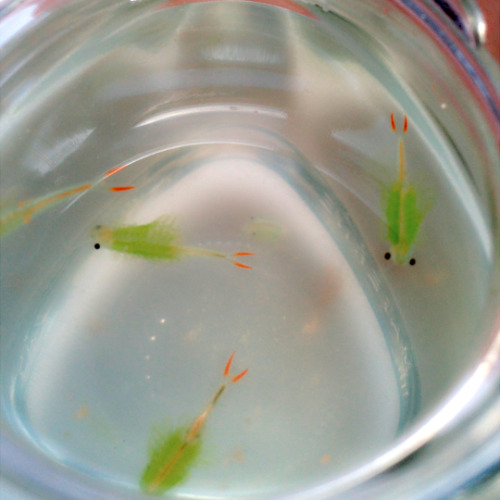 mmn2:  05/22/2015田んぼでホウネンエビ(Fairy shrimp)を見つけた