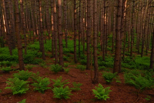 aetheric-aesthetic:Conifer Maze