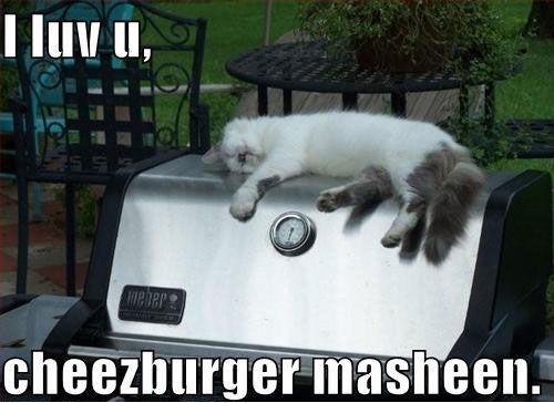 Funny Kitten Memes Can T Live Without You Like Us Funny Kitten Memes Can T Live Without You Like Us