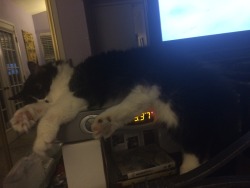 My cat fell asleep on the cable box, he’s