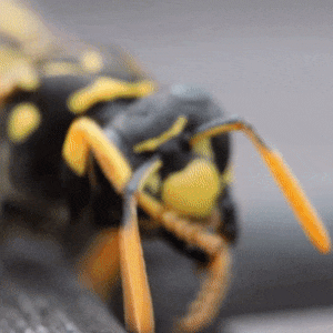 A close-up of a yellow wasp grooming itself