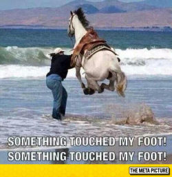 srsfunny:  When You Step On Something In The Ocean