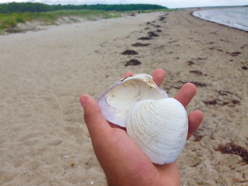 witchy-tips:Sea Shell MagicSea shells, As I’m sure we all know are the outer shells that protect the