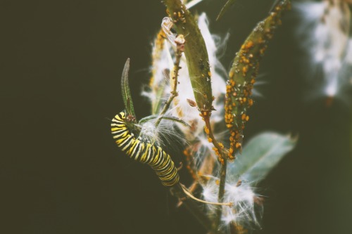 a monarch butterfly catterpillar on a milkweed plant