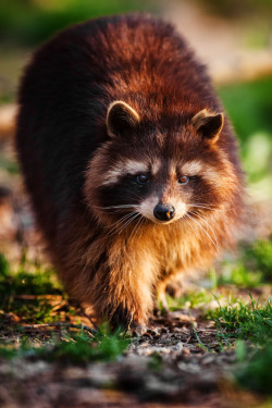 llbwwb:   Waschbär (by Naturfotografie - Stefan Betz) 