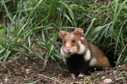 sometimes i forget that there are wild hamsters