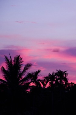 alecsgrg:  Palm trees at sunset | ( by Arthur