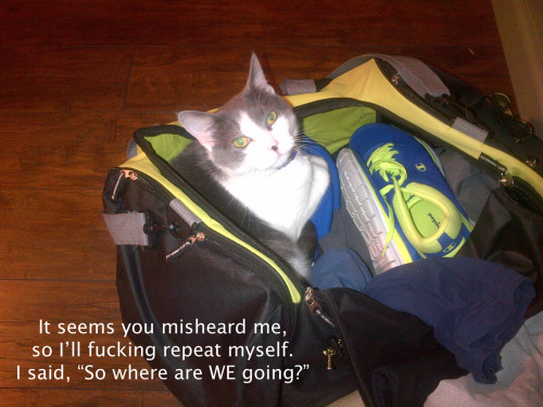 Kitties with Pottymouths – so where are we going?
