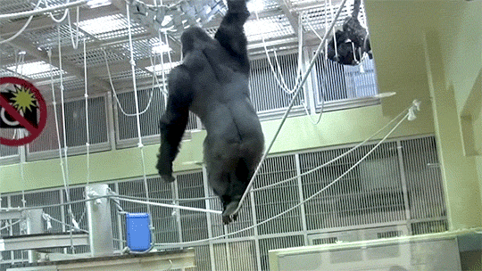 Shabani Is Awesome. 