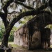 mountain-spirits-deactivated202:Spanish moss + live oaks | Charleston, April 2022