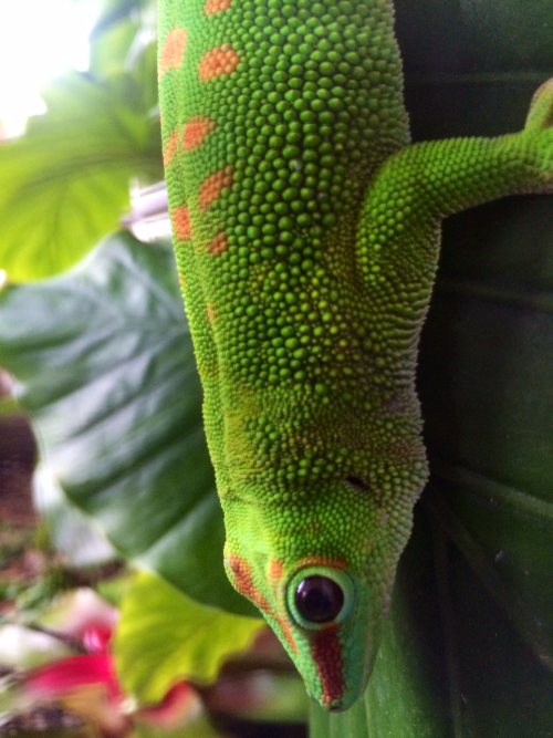 theislandgecko:Thor, one of our breeding male Giant Day Geckos.