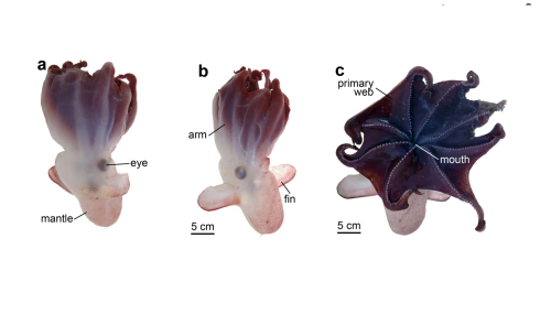 NEW SPECIES OF DUMBO OCTOPUS DISCOVERED IN THE PACIFIC OCEANThe dumbo octopuses are a group of deep-