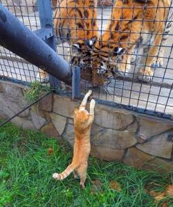 airyairyquitecontrary:  cutelittleanimalsthings: How daring  Don’t worry, comrades, I’ll bust you outta there.    To sustain you in the meantime, here is the tail off a lizard that I didn’t quite catch.   