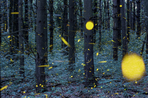 nubbsgalore:fireflies in timelapse, photos by (click pic) vincent brady, takehito miyatake, tsunea