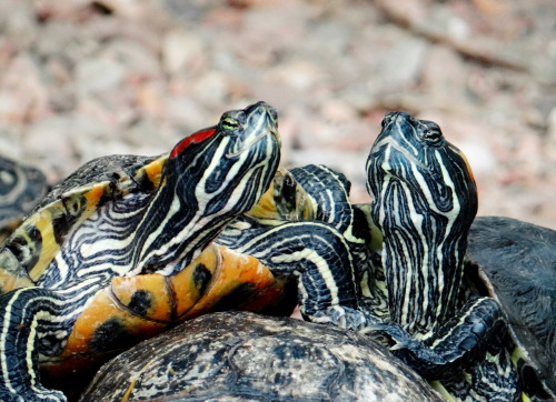 temarcia: Red-eared sliders