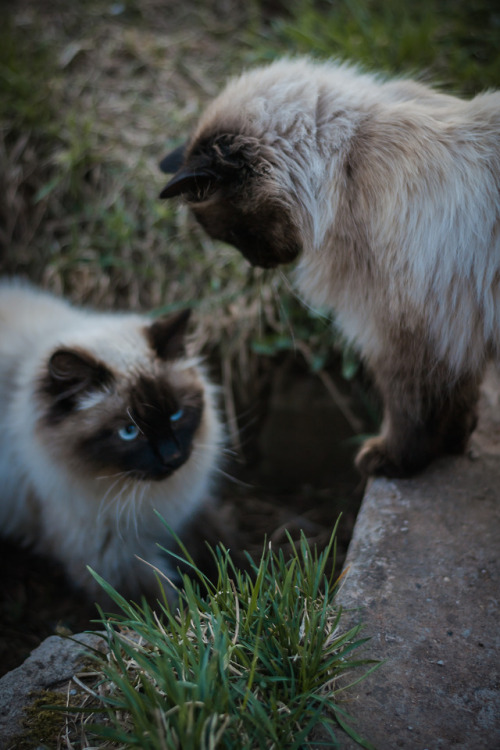 boschintegral: lenalozhkinaphoto: Neighbors twins. ©lenalozhkinaphoto @mostlycatsmostly