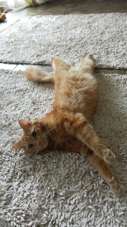 pabuthefirecat: Pabu’s exercise tip Pabu: don’t forget: stretch before exercising &helli