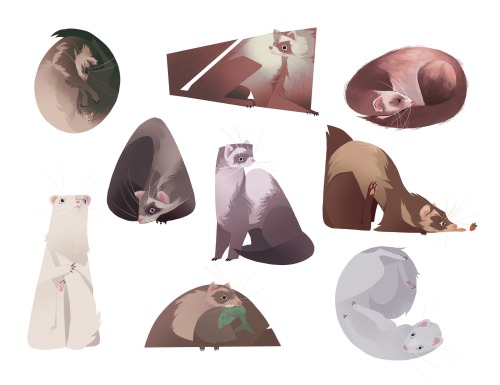 ferrets for character design class