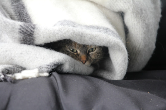 questionlife:  I opened the door and only Arthur came inside. It’s raining. I couldn’t