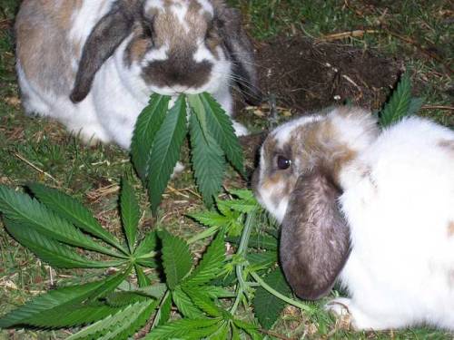 elfboi:boingboing:DEA: If Utah legalizes pot, rabbits (and other wildlife) will get stonedWon’t some