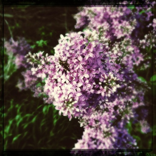 More #lilacs #flowers