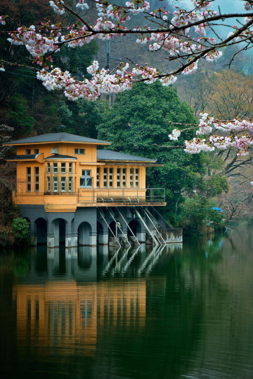  Lakeside with Blossoms -  