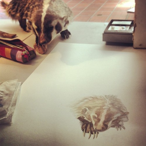 mangycoyote:  Badger badger badger 