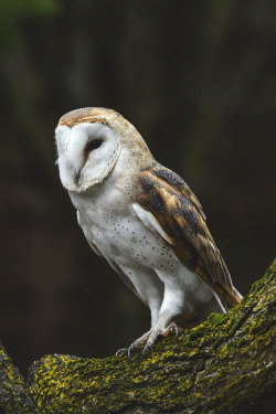 lsleofskye:  Barn owl in a tree | Chris Pepper