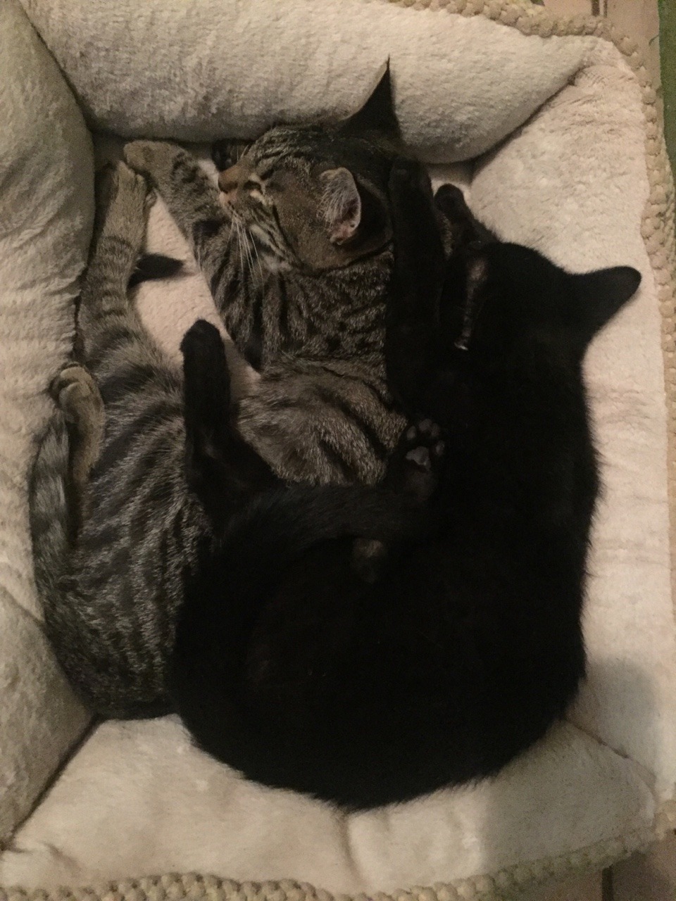 corporation-cats:  😻 