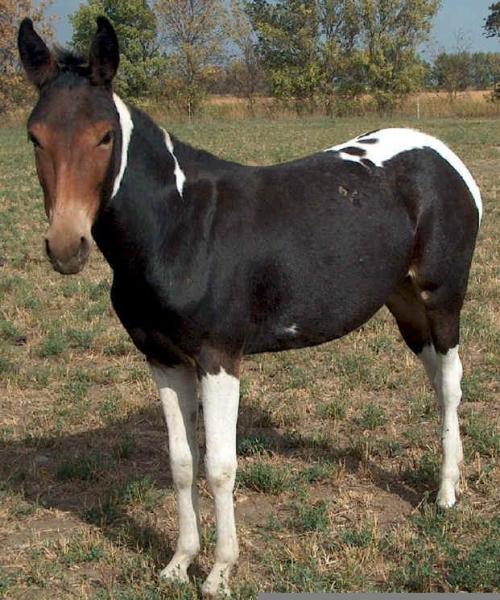 zooophagous:ainawgsd:Paint mules.The coats of mules come in the same varieties as those of horses. C