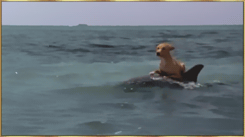 Sex thelandofwtf:  just a dog riding on a dolphin pictures