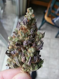 reddlr-trees:   The first bud I got when I moved to Colorado, Flo 