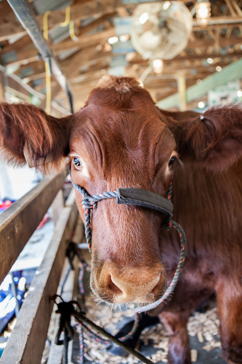 At the Dutchess County Fair.