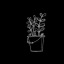 cirly-123