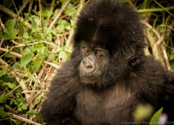 sapphire1707:  Gorilla Baby | by simonphotos | http://ift.tt/1B8tVW3