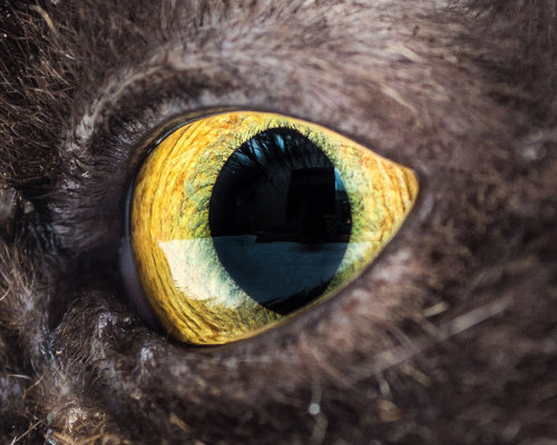 un-cerebro-hambriento:  Ojos de gatos, por Andrew Marttila.