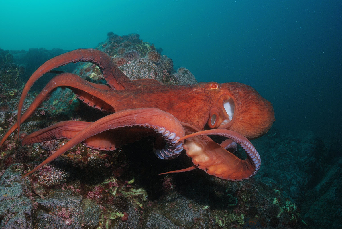 earthandanimals:  Diver meets Octopus Photo by Andrew Shpatak