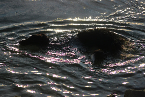 zoi-ish-tales: paper cut borzoi - silhouettes between shade, water and light. @thewavesbrokeonthesho