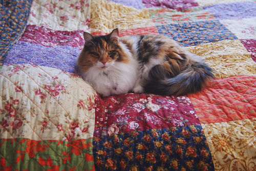 xdkah:sem título by kitty’ on Flickr.