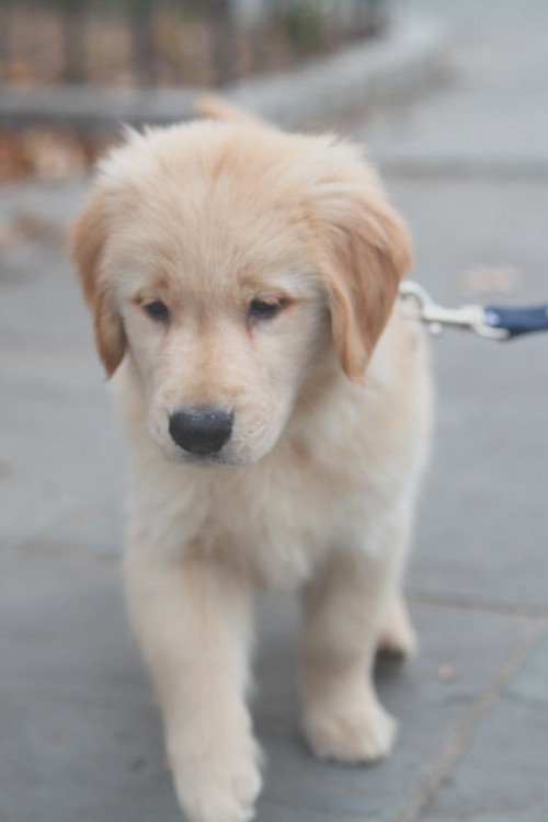 drunk0ffhate:  Puppy | Source | D0H 