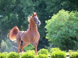 world-of-arabians:    Vitorino DC  