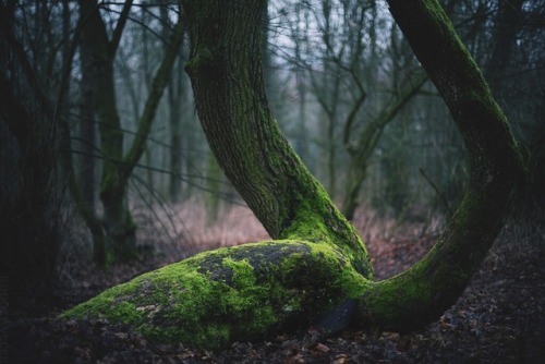 rudolfvlcek:Forest