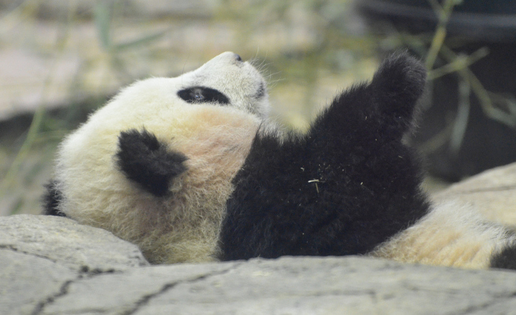 giantpandaphotos:  Bao Bao at the National Zoo in Washington D.C. on January 30,